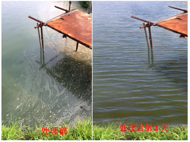 藻類嚴(yán)重老化、油膜、泡沫、發(fā)黑水處理 藻類嚴(yán)重老化、油膜、泡沫、發(fā)黑水處理